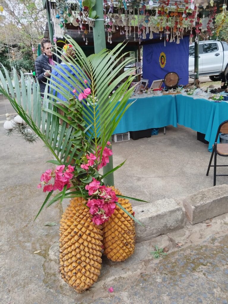 Pine Apples